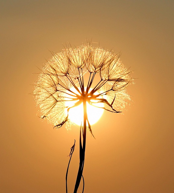 adinavoicu dandelion g483149d68 640